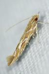 Pyroderces argyrogrammos