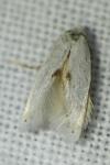 Pseudopostega