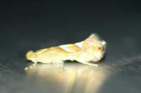 Phyllonorycter