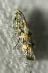 Mompha miscella