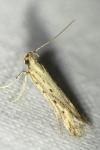 Metzneria