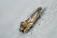 Glyphipterix