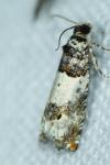 Epinotia thapsiana
