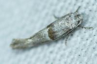 Cedestis subfasciella