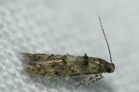 Sorhagenia