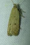Nothris verbascella
