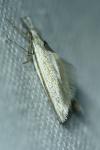 Pleurota ericella