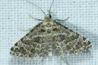 Alucita grammodactyla