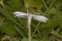 Pterophorus pentadactylus