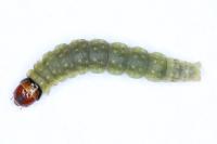 Archips podana