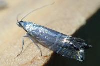 Glyphipterix thrasonella