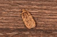 Depressaria radiella