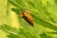Dichrorampha