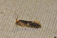 Monopis laevigella