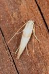 Phyllonorycter roboris