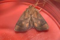 Apoda limacodes
