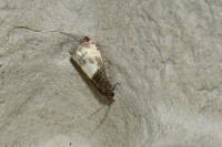 Notocelia cynosbatella
