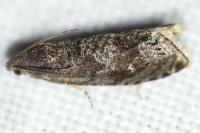 Grapholita molesta