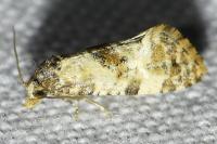 Neocochylis molliculana