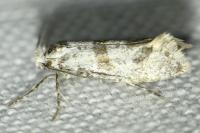 Scythropia crataegella