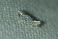 Phyllocnistis