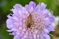 Nemophora metallica