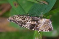 Celypha lacunana