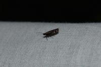 Scythris