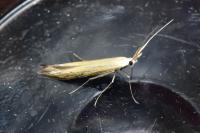 Coleophora