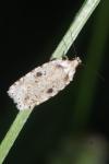 Agonopterix arenella