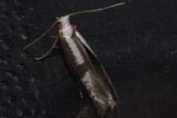 Argyresthia semifusca/spinosella