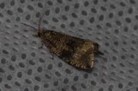 Celypha lacunana