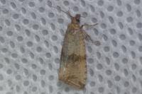 Celypha striana