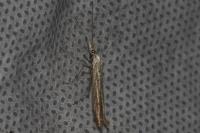 Coleophora