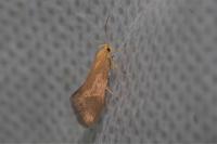 Crassa tinctella