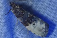 Hedya nubiferana