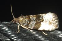 Hedya pruniana