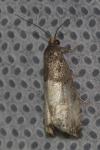 Notocelia cynosbatella