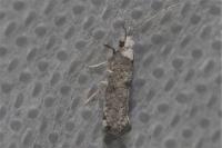 Paraswammerdamia albicapitella