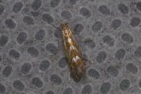 Phyllonorycter