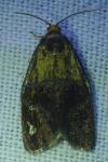 Ptycholoma lecheana