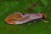Tinea semifulvella