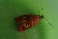 Olethreutes arcuella