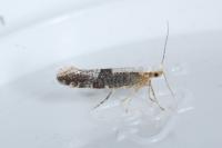 Argyresthia semifusca/spinosella