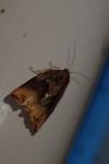Archips podana