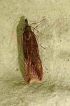 Dichomeris ustalella