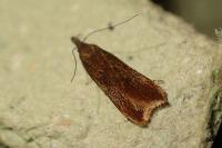 Dichomeris ustalella
