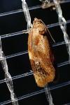 Ditula angustiorana