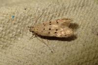 Pseudotelphusa paripunctella