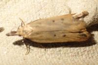 Dichomeris limosella